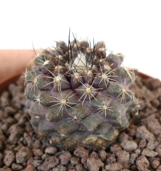 Copiapoa tenuissima small rare cactus with dense spines and textured purple-green stem