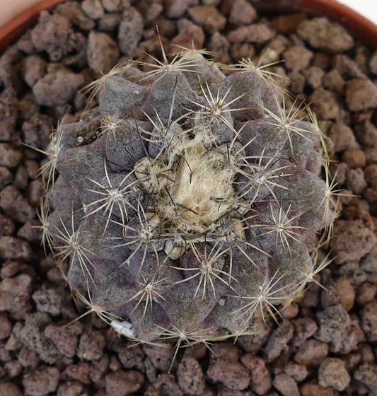 Copiapoa tenuissima small round succulent cactus with grayish body and thin spines