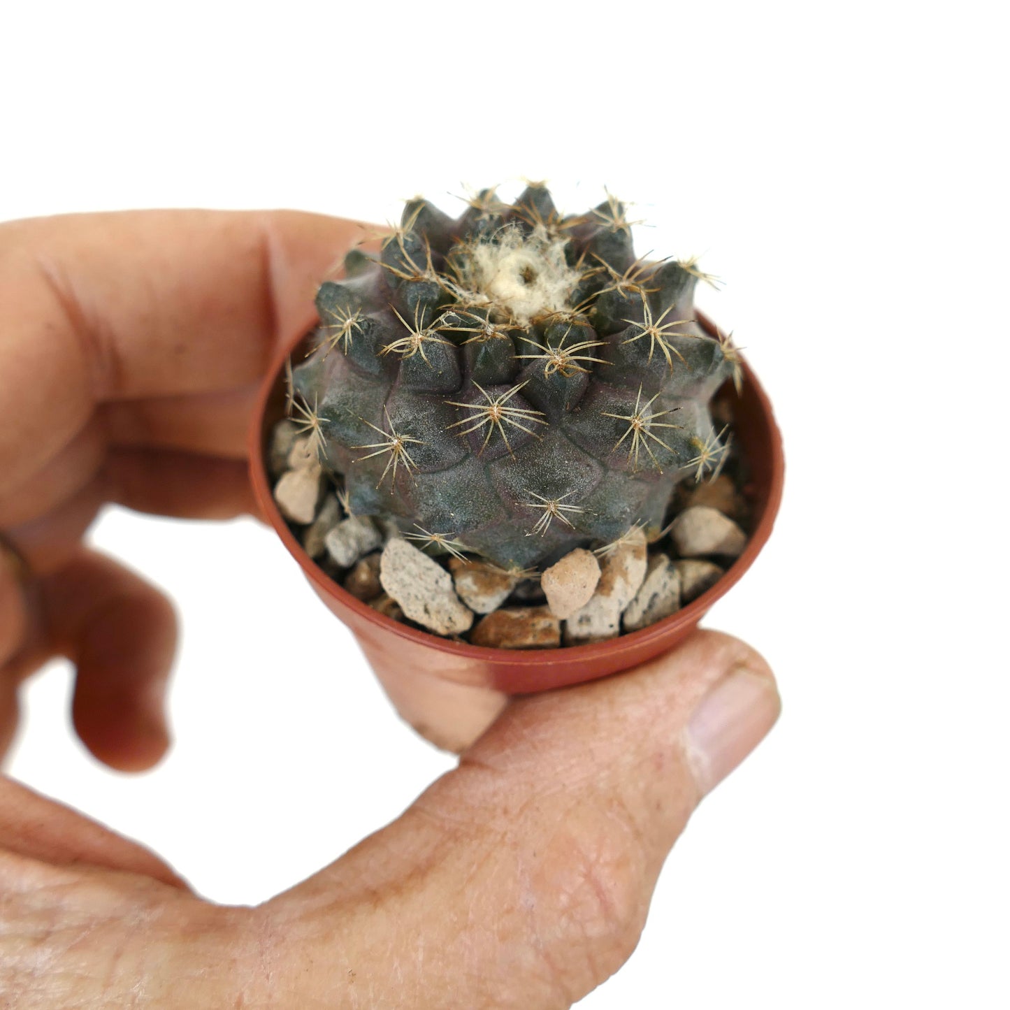 Copiapoa tenuissima small dark green cactus with fine spines and woolly center in pot