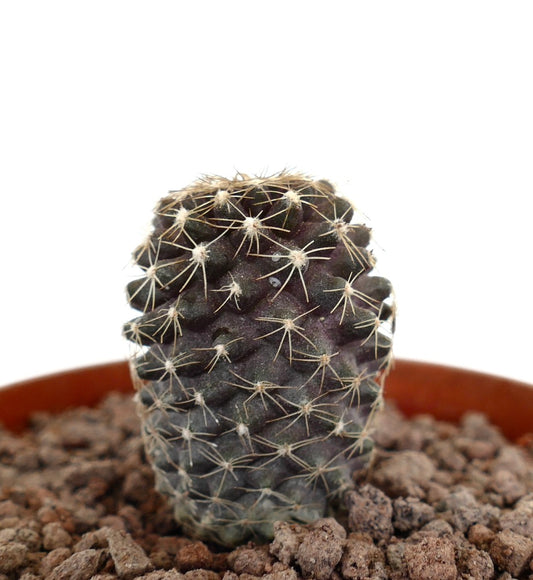 Copiapoa tenuissima dark purple succulent cactus with fine white spines in pot