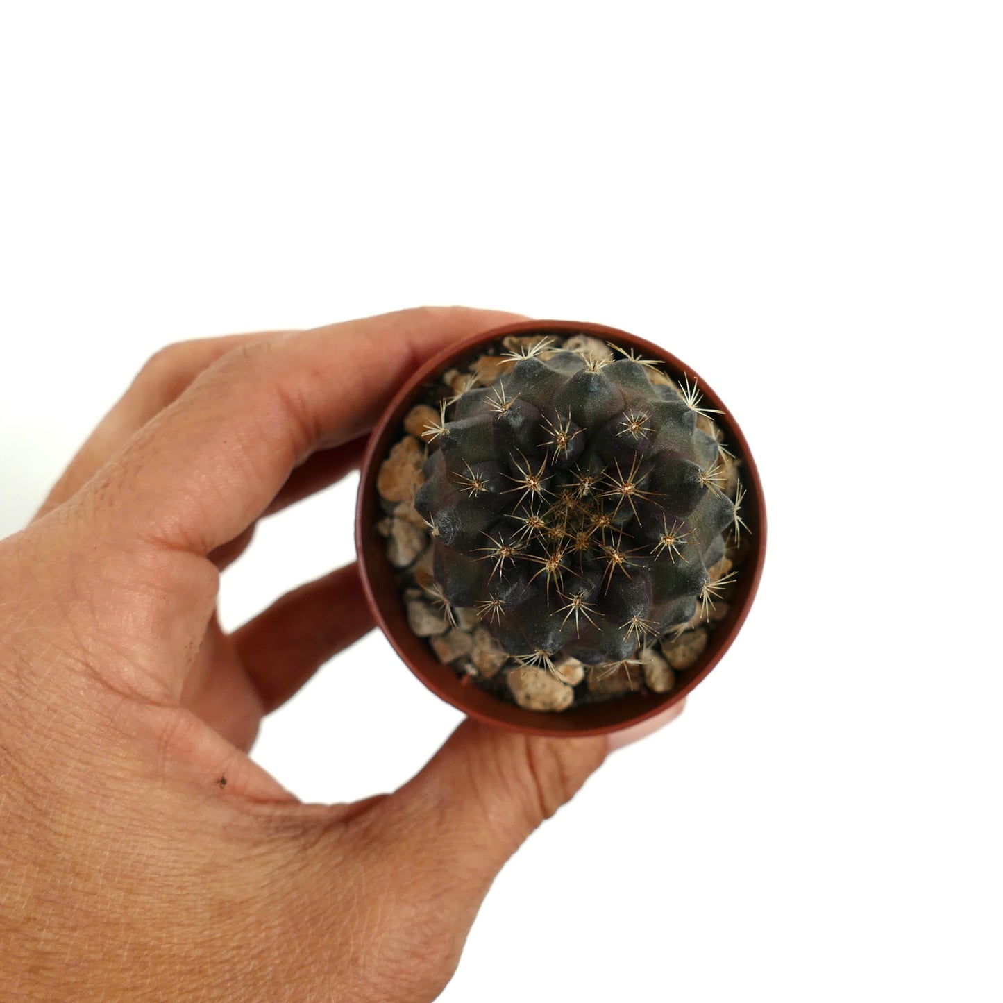 Copiapoa tenuissima rare dark cactus with sharp golden spines succulent specimen