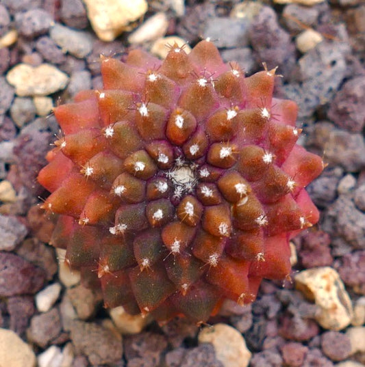 Copiapoa tenuissima rare succulent cactus with reddish variegated tubercles and small white spines