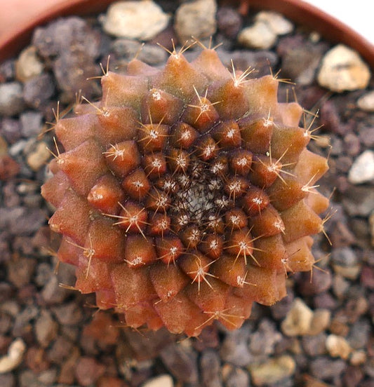 Copiapoa tenuissima rare succulent cactus with brownish spines and textured surface