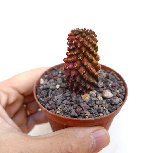Piccolo cactus succulento Copiapoa tenuissima con tubercoli rossastri e sottili spine in vaso