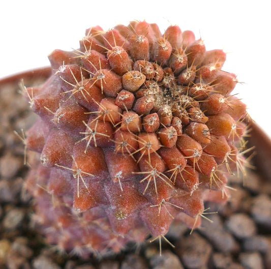 Copiapoa tenuissima rare succulent cactus with reddish segmented body and fine spines