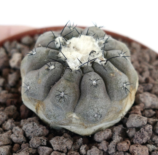 Copiapoa hypogaea X Copiapoa cinerea sukkulenter Kaktus mit grauem, geripptem Körper und schwarzen Stacheln