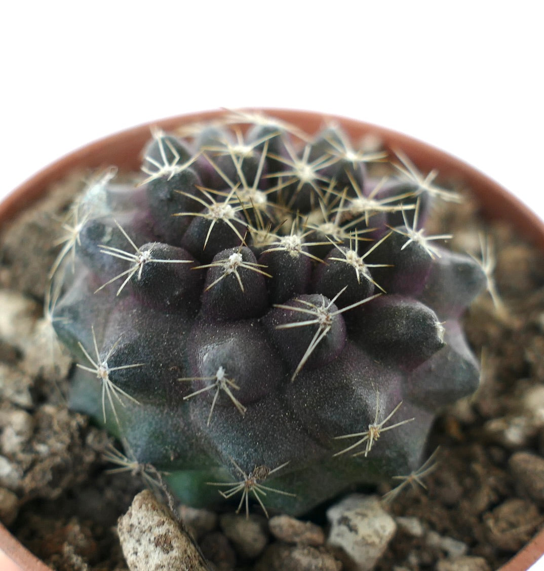 Copiapoa tenuissima small dark gray cactus with white spines in pot succulent specimen