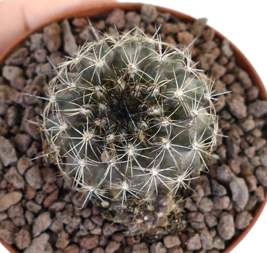 Kleiner runder Kaktus Copiapoa tenuissima X Copiapoa atacamensis mit dichten weißen Stacheln und grünem Körper