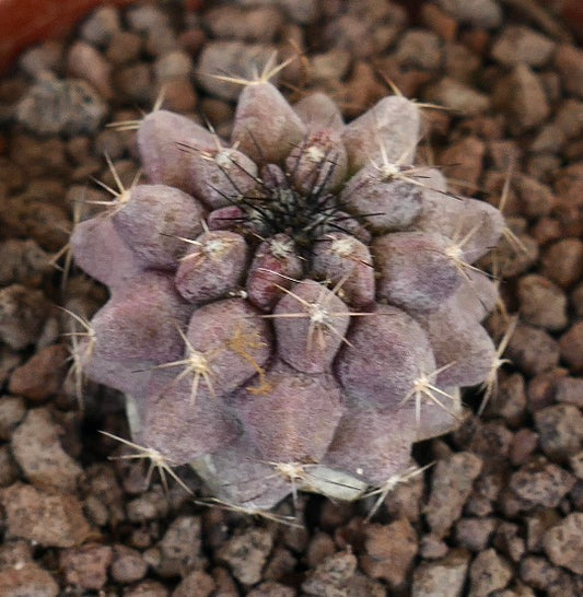 Copiapoa cinerea x Copiapoa griseoviolacea seltener sukkulenter Kaktus mit lila-grauen Warzen und scharfen Dornen