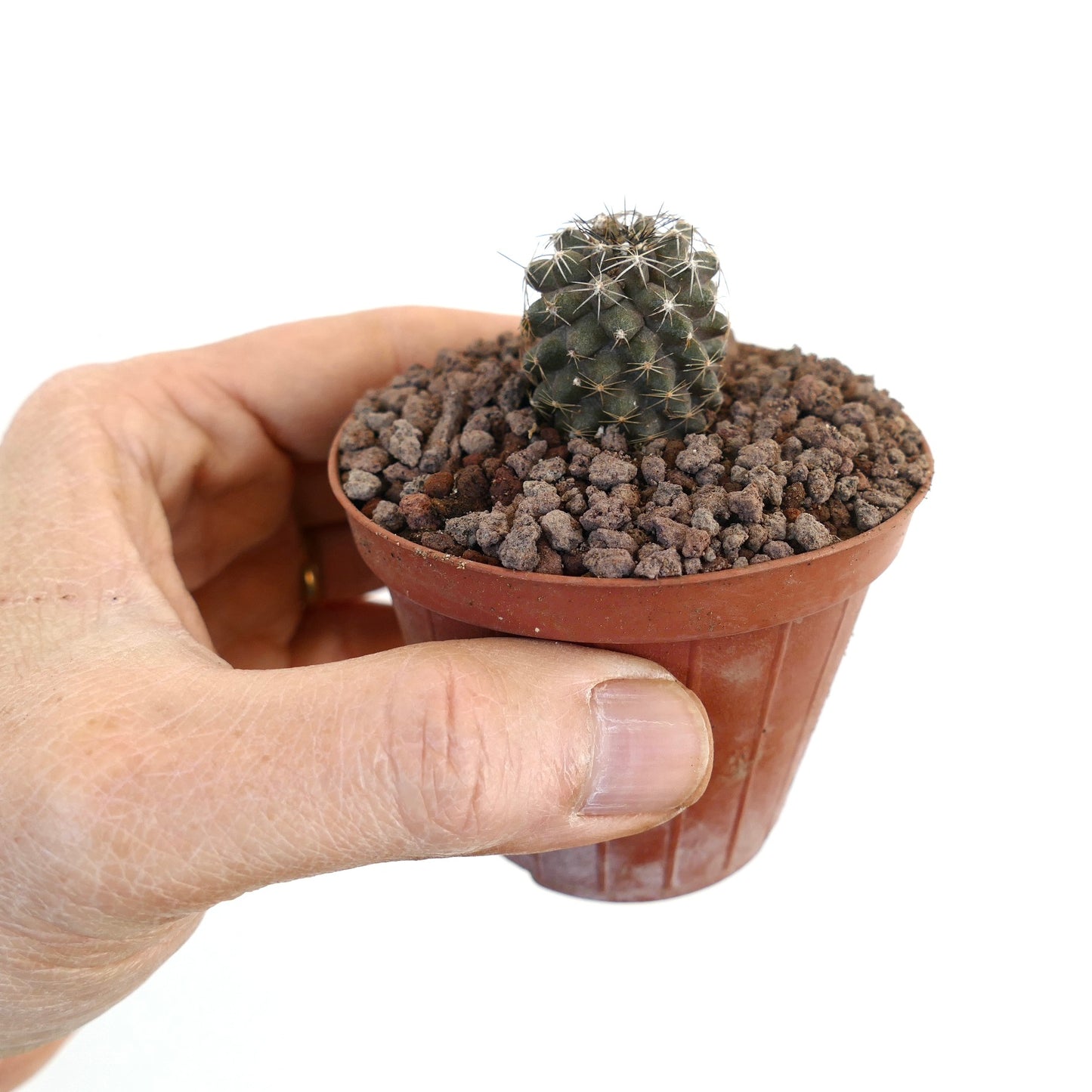 Copiapoa tenuissima X Copiapoa continua small dark green cactus with white spines in pot