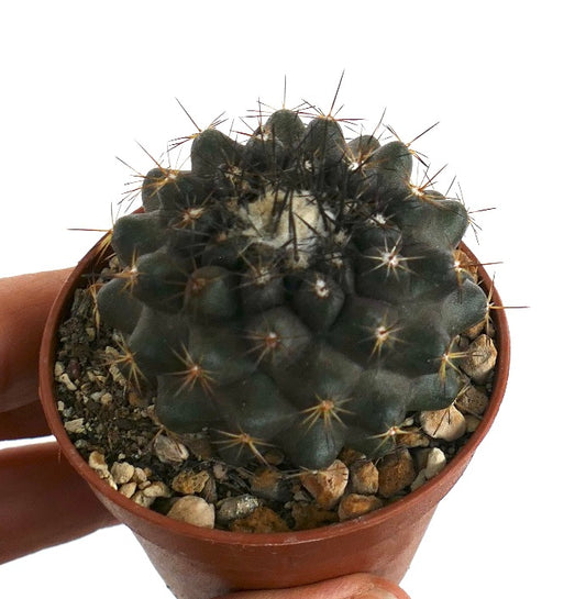 Copiapoa tenuissima X humilis rare dark green succulent cactus with sharp spines