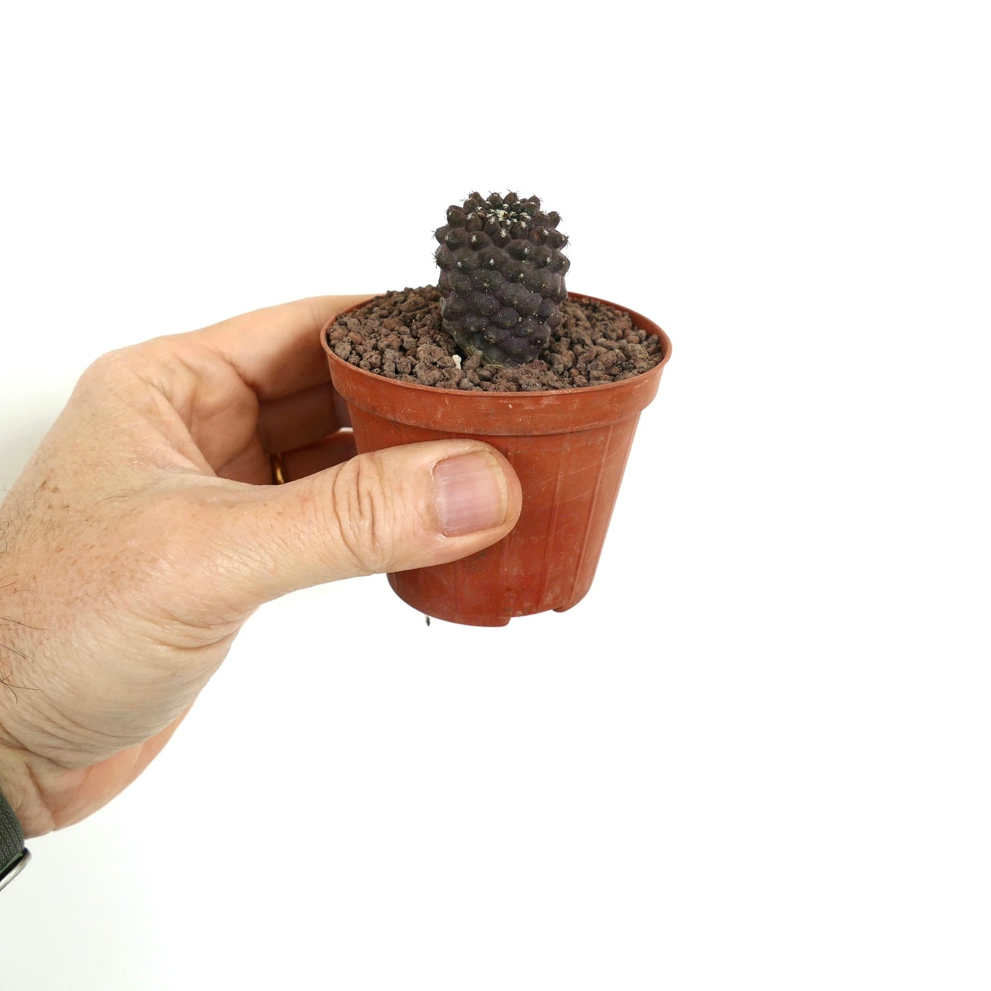 Copiapoa tenuissima X hypogaea pequeño cactus púrpura oscuro con tubérculos texturizados en maceta sostenida a mano
