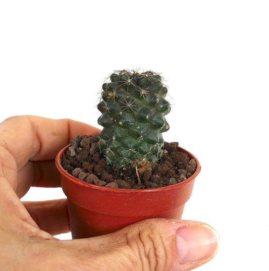 Copiapoa tenuissima small dark green cactus with short spines in red pot succulent