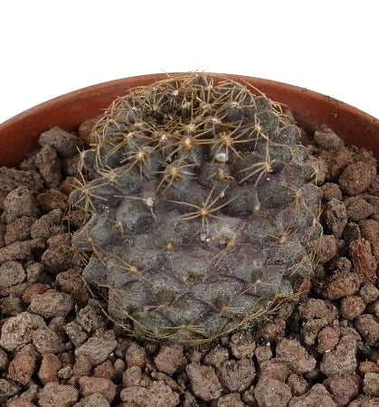 Copiapoa tenuissima small round cactus with dense golden spines and textured surface