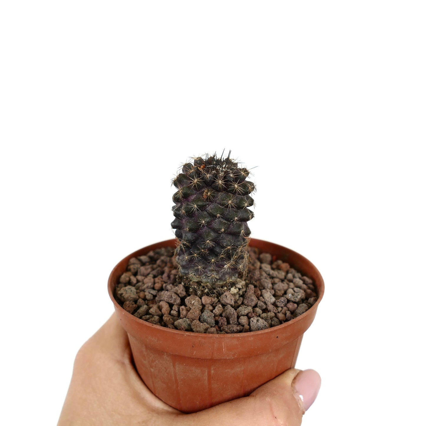 Copiapoa tenuissima piccolo cactus viola scuro con spine corte in vaso di terracotta