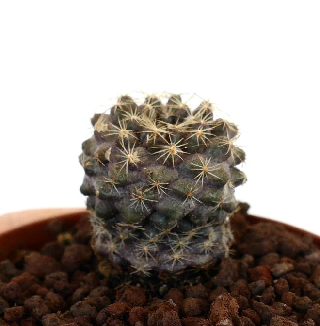 Copiapoa tenuissima small succulent cactus with dense yellow spines and dark green body in pot