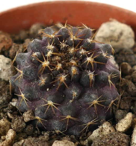 Copiapoa tenuissima x goldii rare purple succulent cactus with golden spines in soil