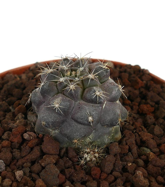 โคปิอาโพอา เทนูอิสซิมมา x ฮูมิลิส เกรย์ ตะบองเพชรเนื้อหนาแรร์มีหนามกระจุกและพื้นผิวสัมผัส