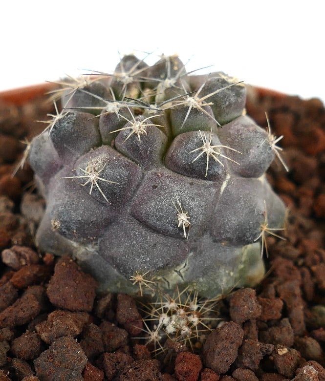 Copiapoa tenuissima x humilis grå sukkulent kaktus med avrundede knoller og spredte torner i steinete jord