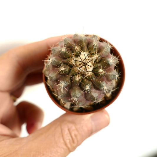 Copiapoa tenuissima x seprentisulcata small rare cactus with dense spines and purple-green body