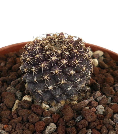 Copiapoa tenuissima x serpentisulcata raro cactus de color púrpura oscuro con espinas afiladas en maceta