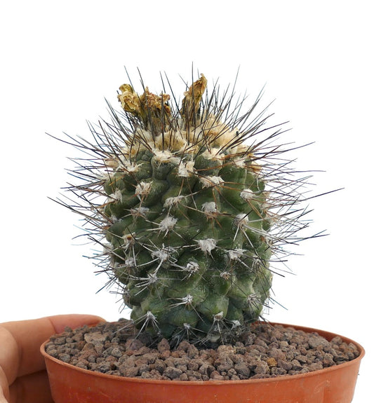 Kleine succulente cactus Copiapoa tocopillana met dichte lange stekels en een groen gestructureerd lichaam