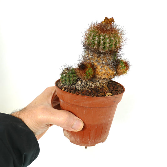 Copiapoa varispinata, cacto suculento com espinhos densos e múltiplos rebentos em vaso de terracota