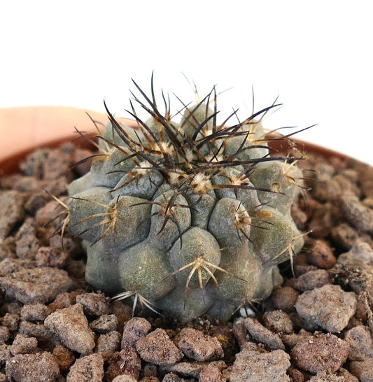 Copipoa cinerea x Copiapoa atcamensis rare succulent cactus with dense dark spines and textured gray-green body