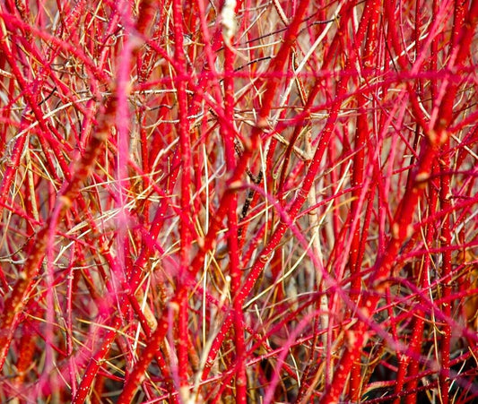 Cornus sanguinea vibrant red stems with dense, intricate branching and small white speckles
