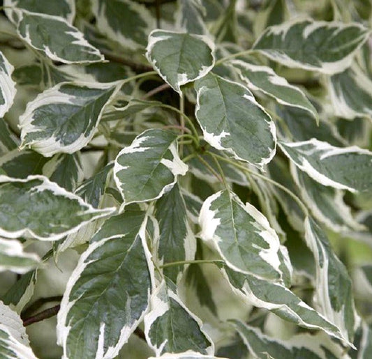 緑の葉と白い斑入りの縁を持つコルヌス・コントロベルサ・バリエガータのクローズアップ