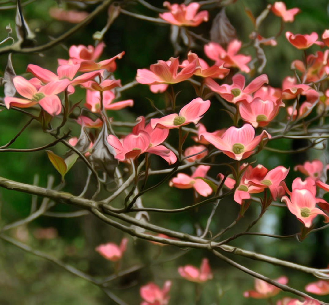 Cornus kousa avec des fleurs étoilées rose vif sur des branches fines