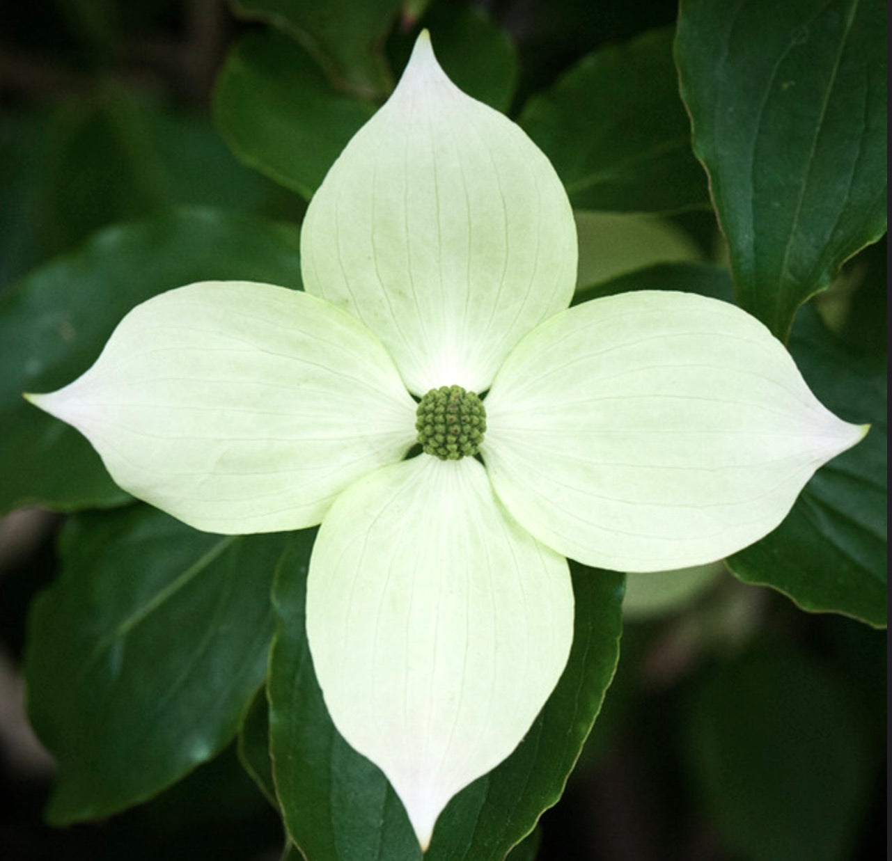 Nahaufnahme der Cornus kousa var. Teutonia Blüte mit vier cremig weißen Hochblättern und grünen Blättern
