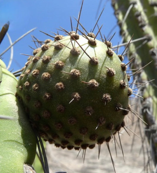 Fruto verde de cacto espinhoso Corryocactus brevistylus com areólas castanhas densas e espinhos longos e afiados