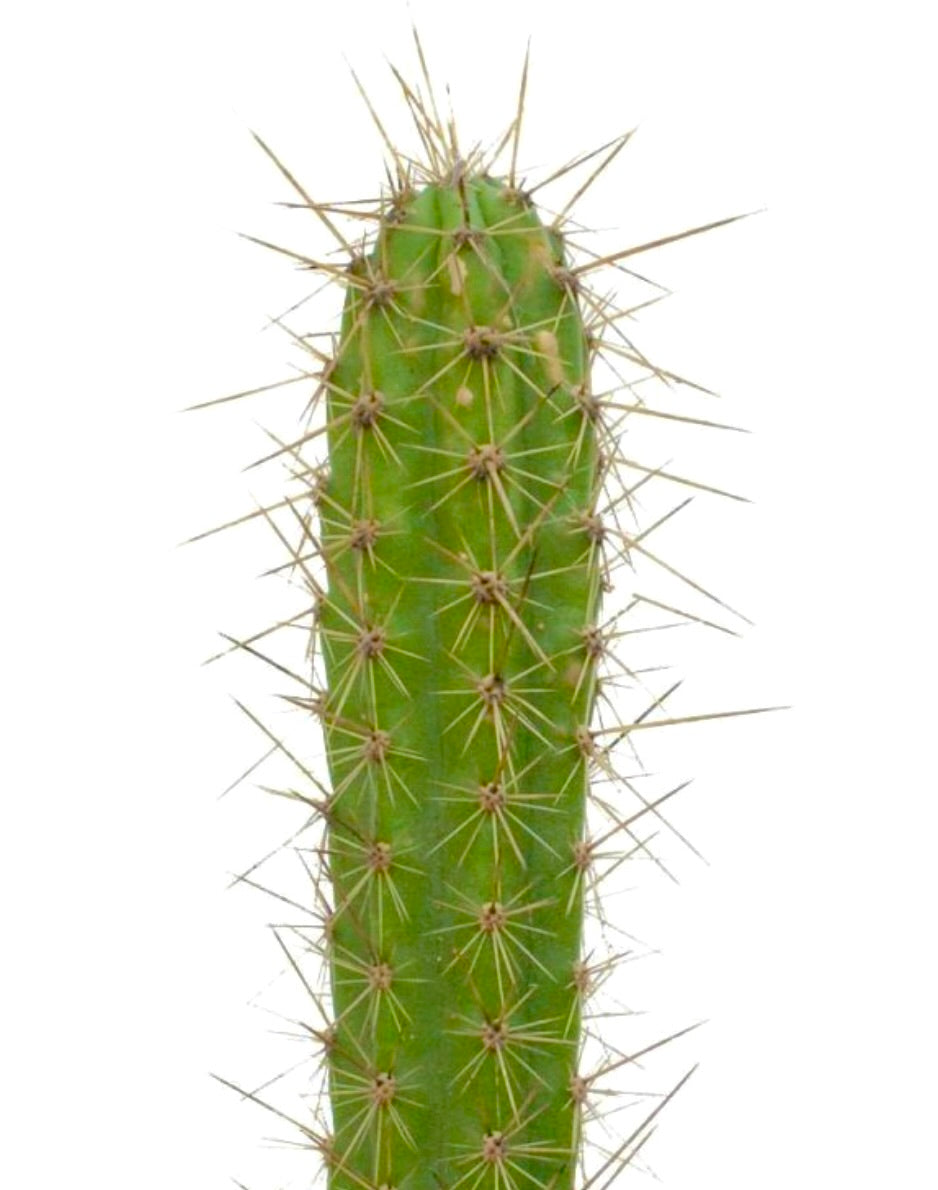 Corryocactus urmiriensis alto cactus verde con largas espinas amarillentas y afiladas primer plano