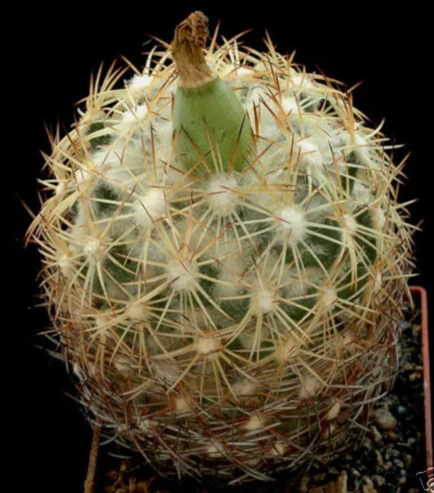 Cactus Coryphantha radians con densa lana blanca y largas espinas amarillentas suculento