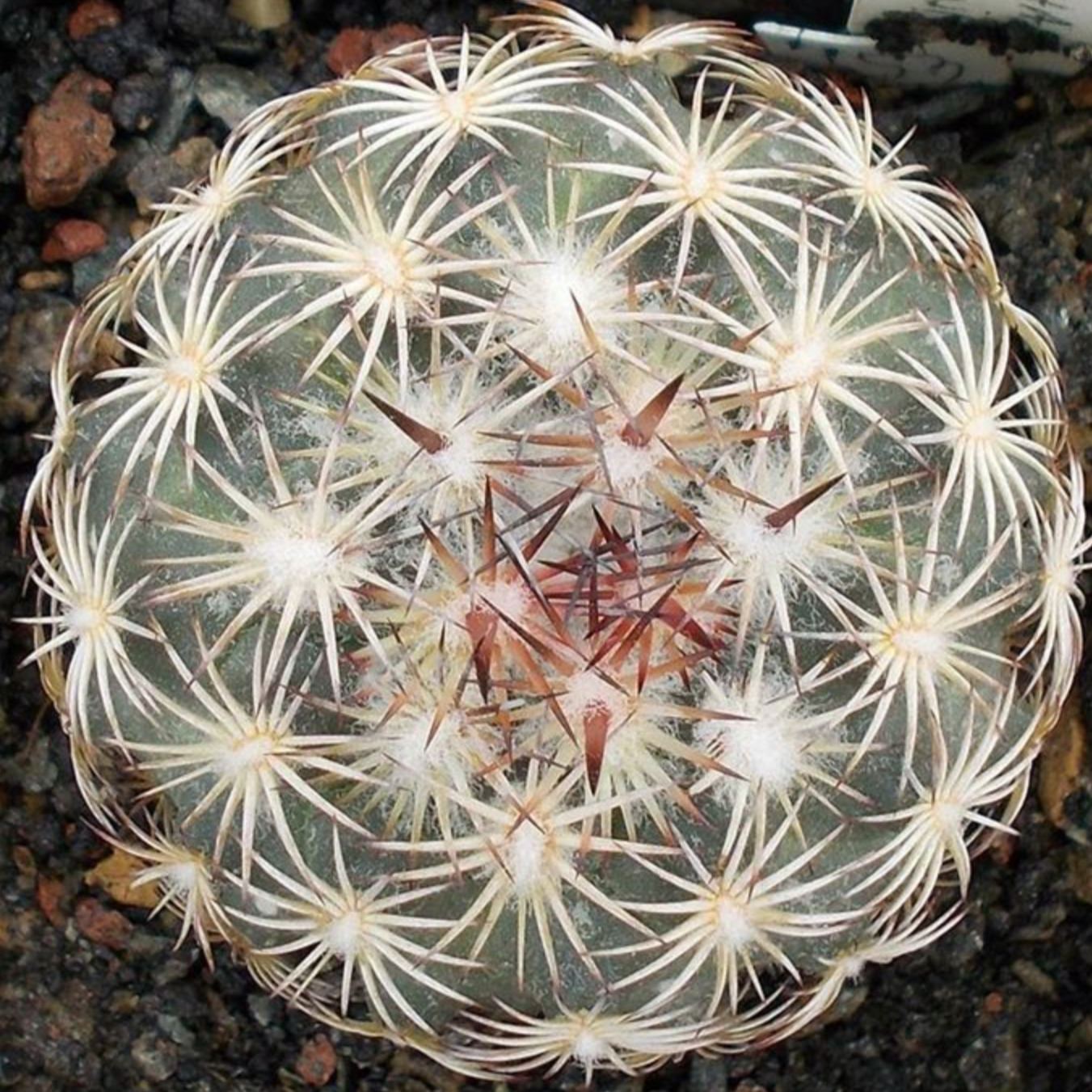 Cactus suculento Coryphantha schwarziana con espinas radiales blancas y marrones sobre cuerpo verde