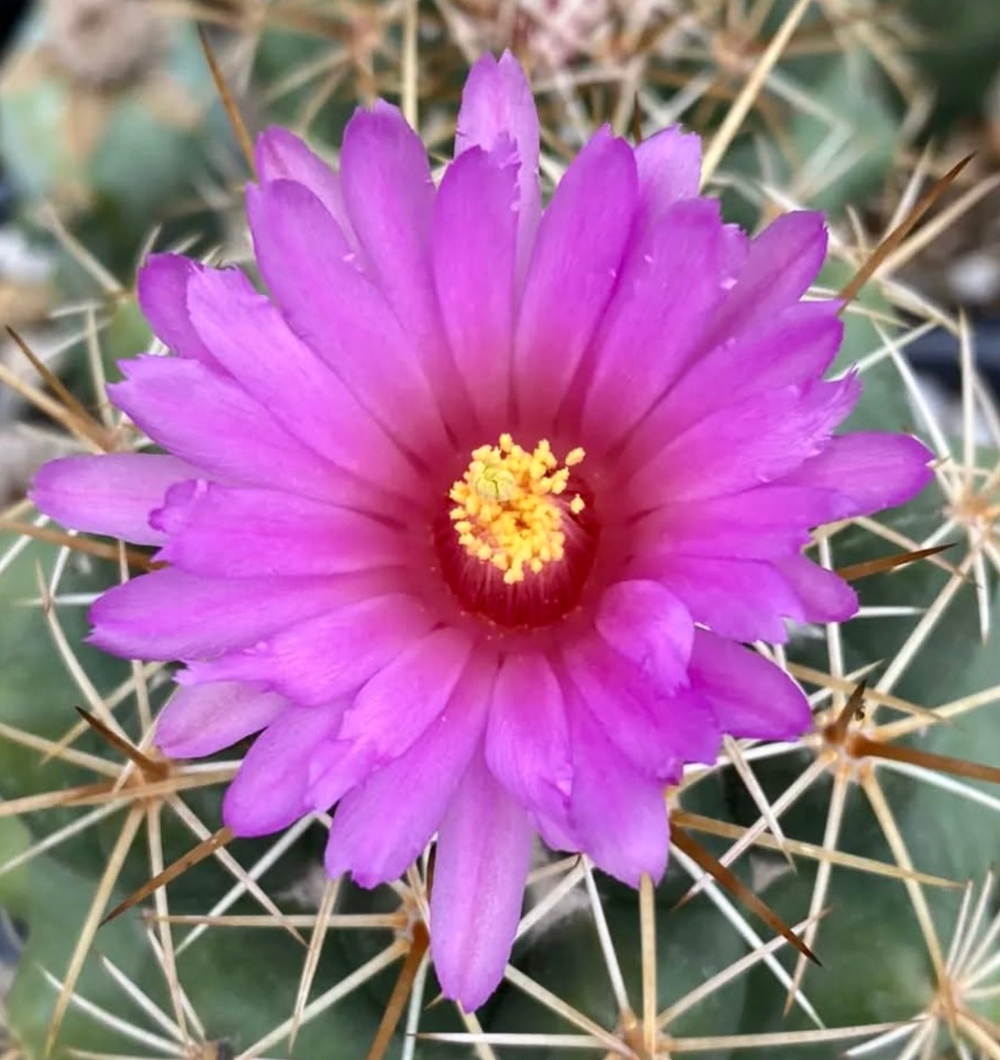 Coryphantha boehmei cactus with vibrant pink flower and sharp golden spines close-up