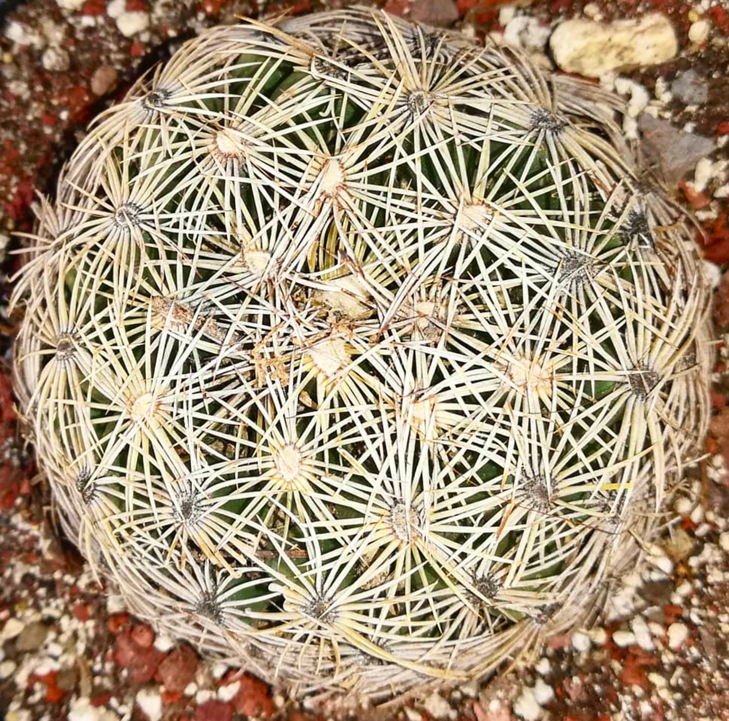 Cactus Coryphantha compacta con espinas blancas densas y cuerpo verde redondeado en suelo rocoso
