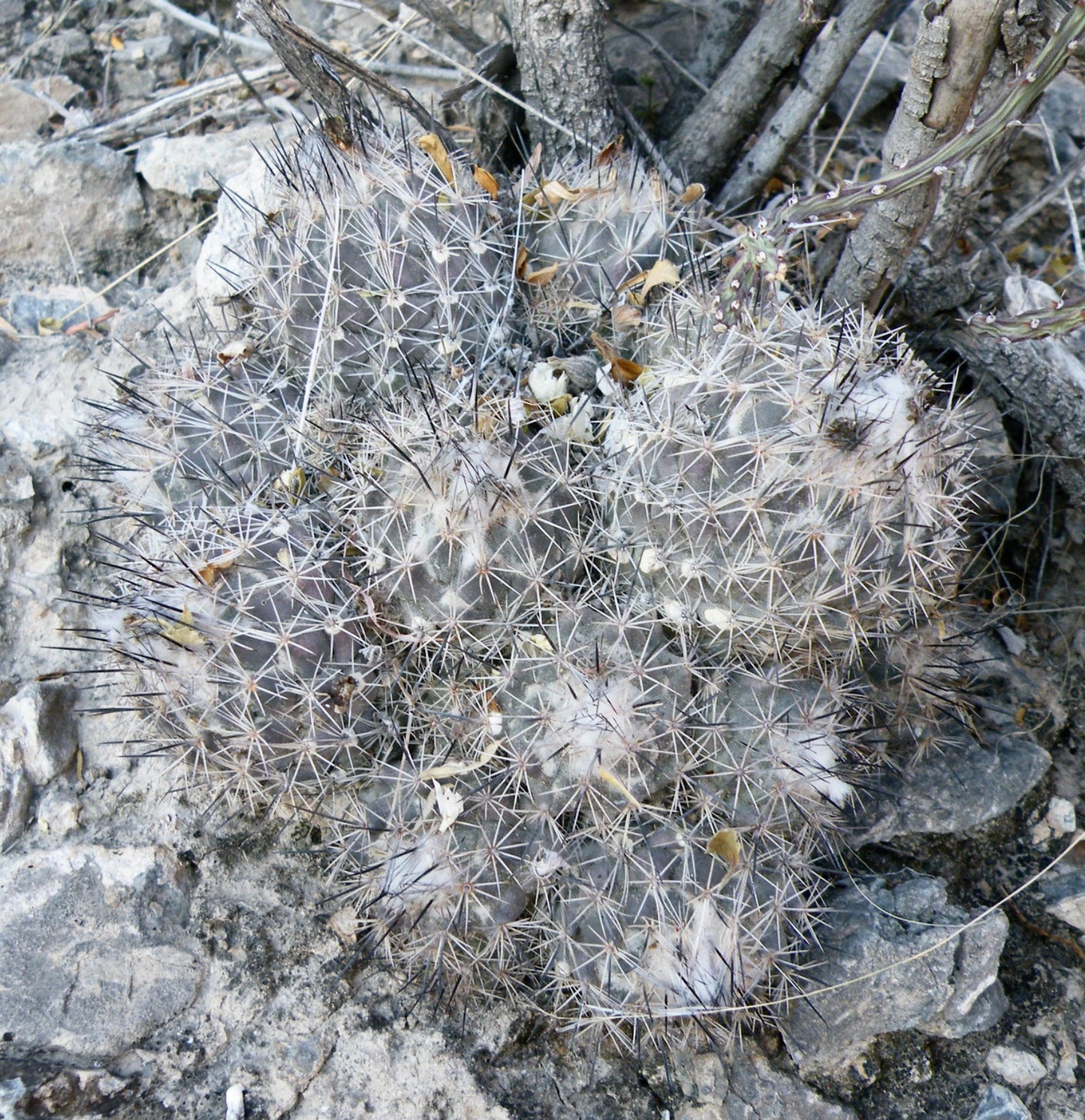 Coryphantha durangensis raro cactus con espinas blancas densas y areolas lanudas sobre terreno rocoso