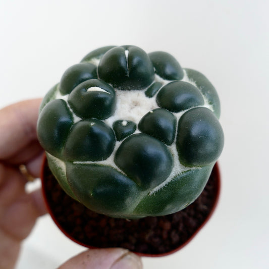 Coryphantha elephantidens cv TANSHI-ZOUGEMARU inermis rare succulent cactus with rounded tubercles and white woolly areoles