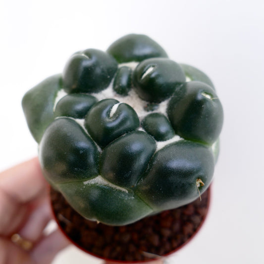 Coryphantha elephantidens cv TANSHI-ZOUGEMARU inermis rare dark green succulent cactus with smooth tubercles and minimal spines