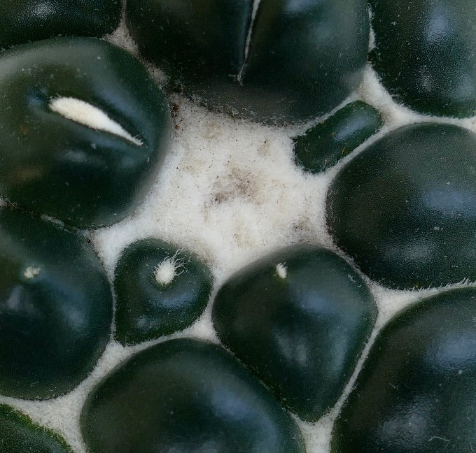 Coryphantha elephantidens cv TANSHI-ZOUGEMARU inermis mørkegrønn sukkulent kaktus med ullaktige areoler