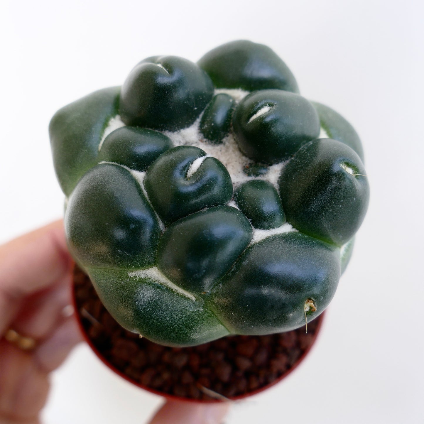 Coryphantha elephantidens cv TANSHI-ZOUGEMARU inermis cactus succulent vert foncé avec tubercules arrondis et aréoles laineuses blanches