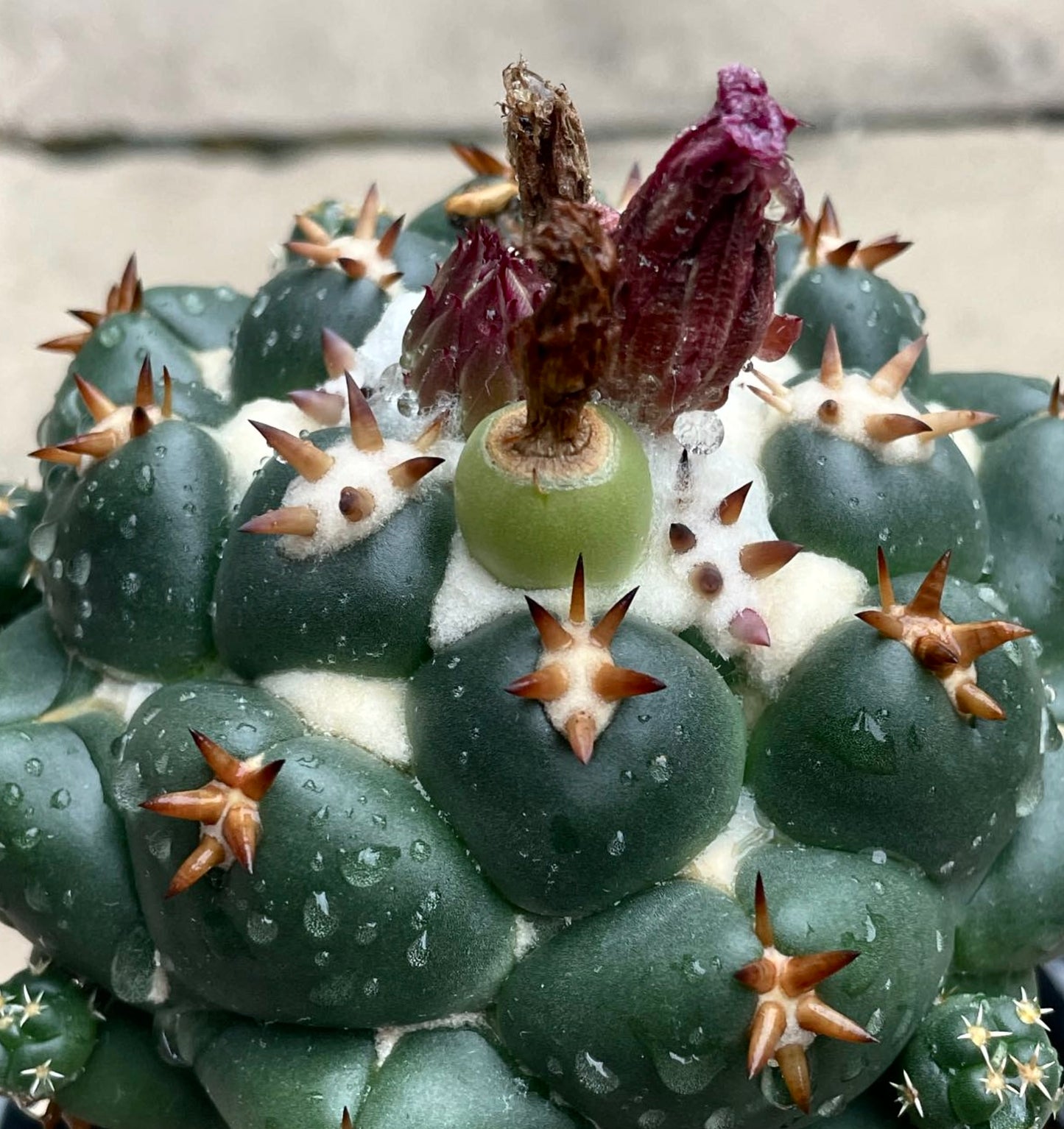 Cactus suculento Coryphantha elephantidens var. brevispinus con tubérculos verdes y espinas marrones, primer plano