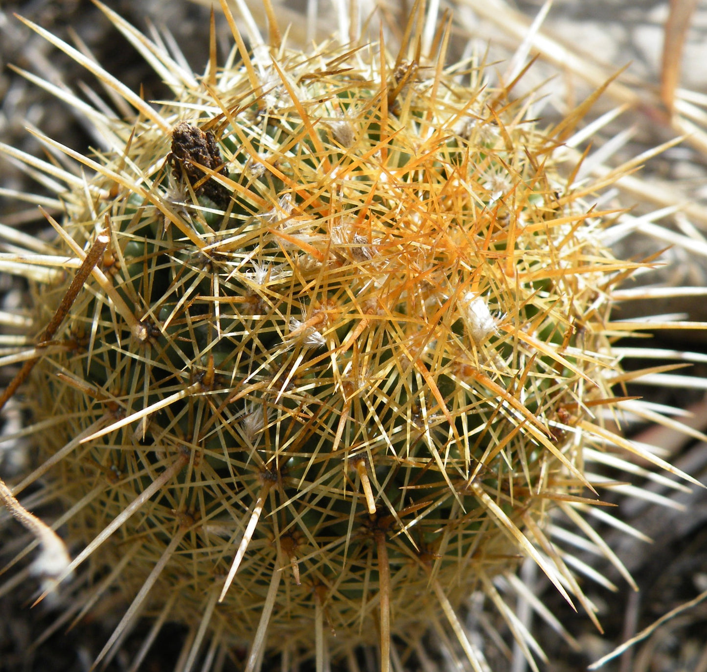 Coryphantha erecta dense golden spines succulent cactus with spherical green body