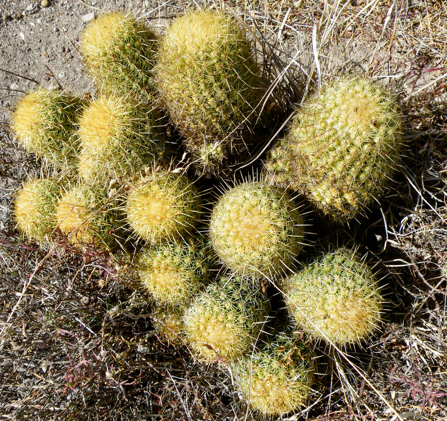 Coryphantha erecta cluster of small round green cacti with dense yellow spines in dry soil