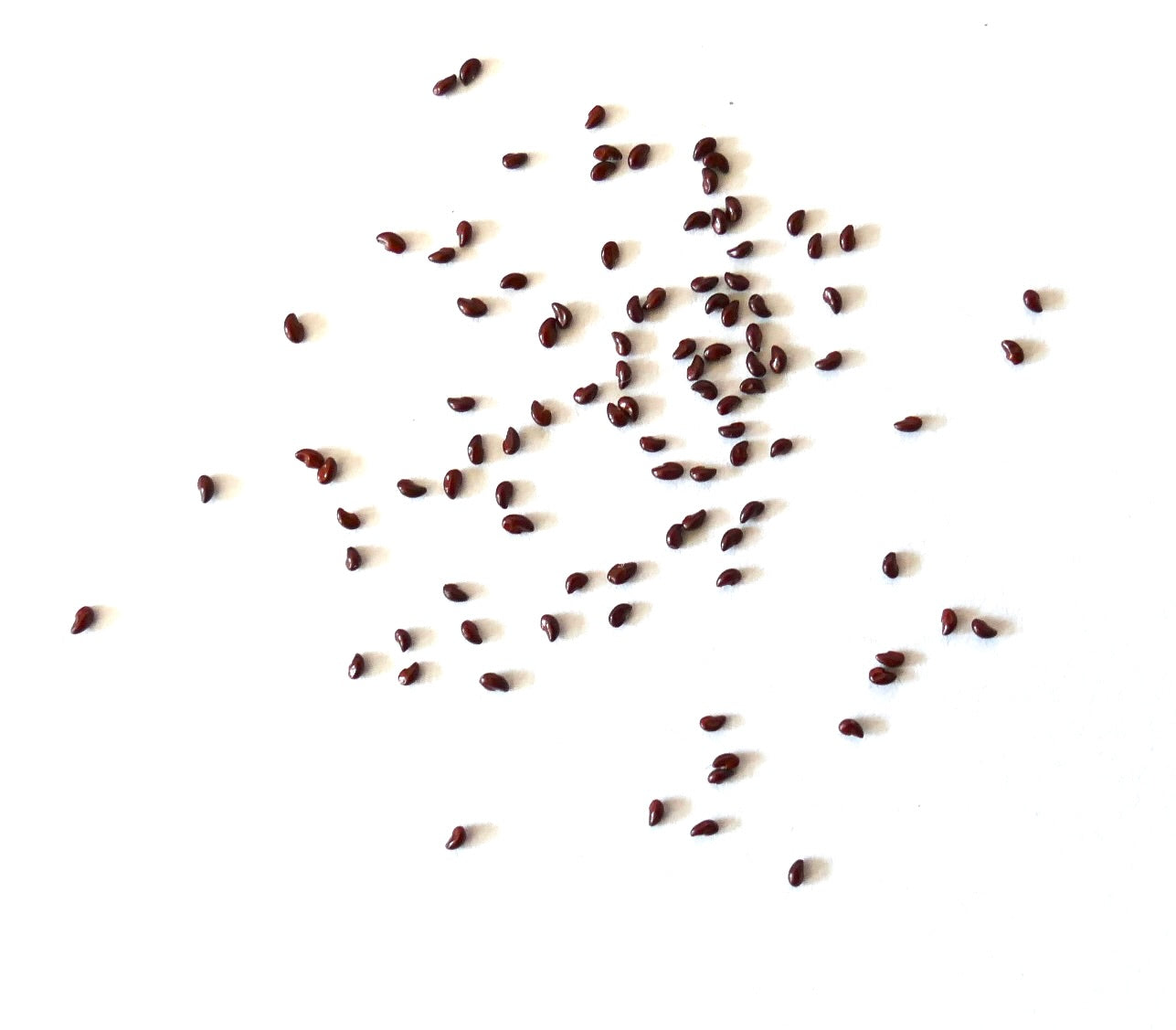 コリファンサ・グランドゥリゲラ 小さな濃い茶色のサボテンの種 白い背景に散らばっている