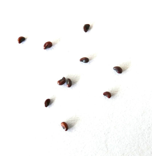 Coryphantha hintoniorum SEEDS