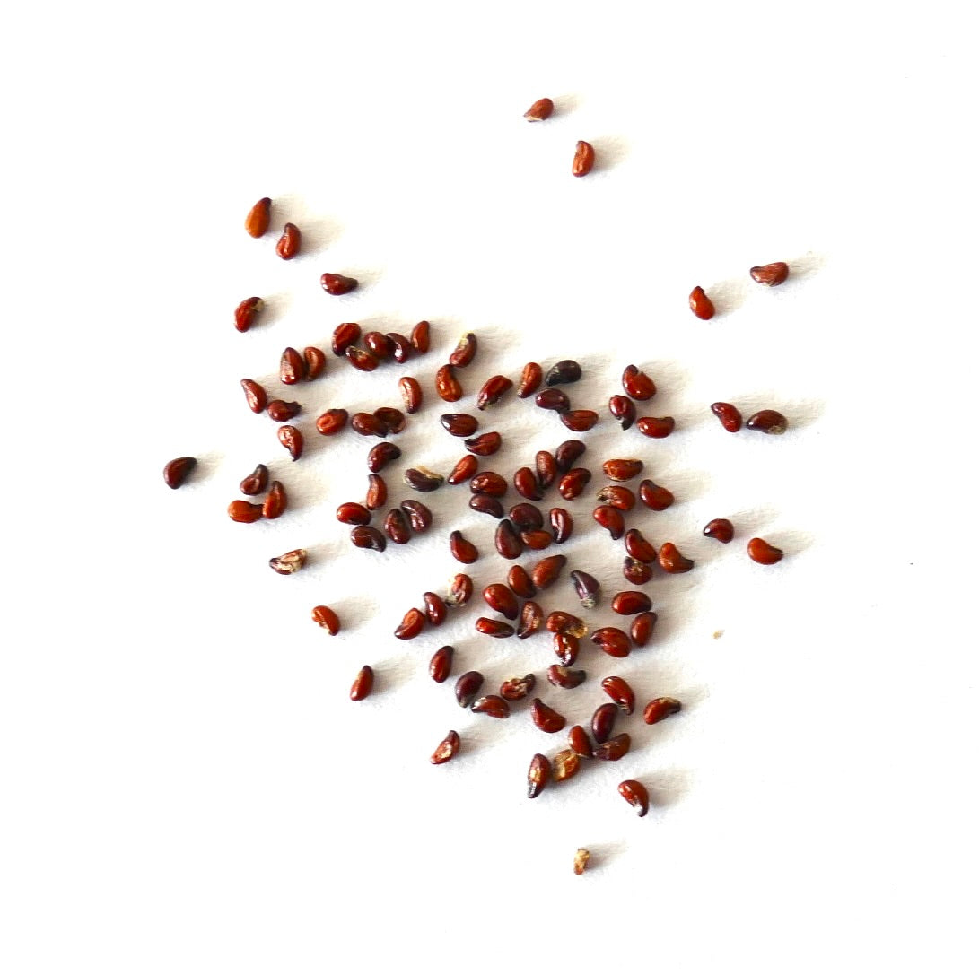 เมล็ดกระบองเพชร โครริแฟนธา กระชีคิ ขนาดเล็ก ผิวมันสีน้ำตาล กระจายบนพื้นหลังสีขาว