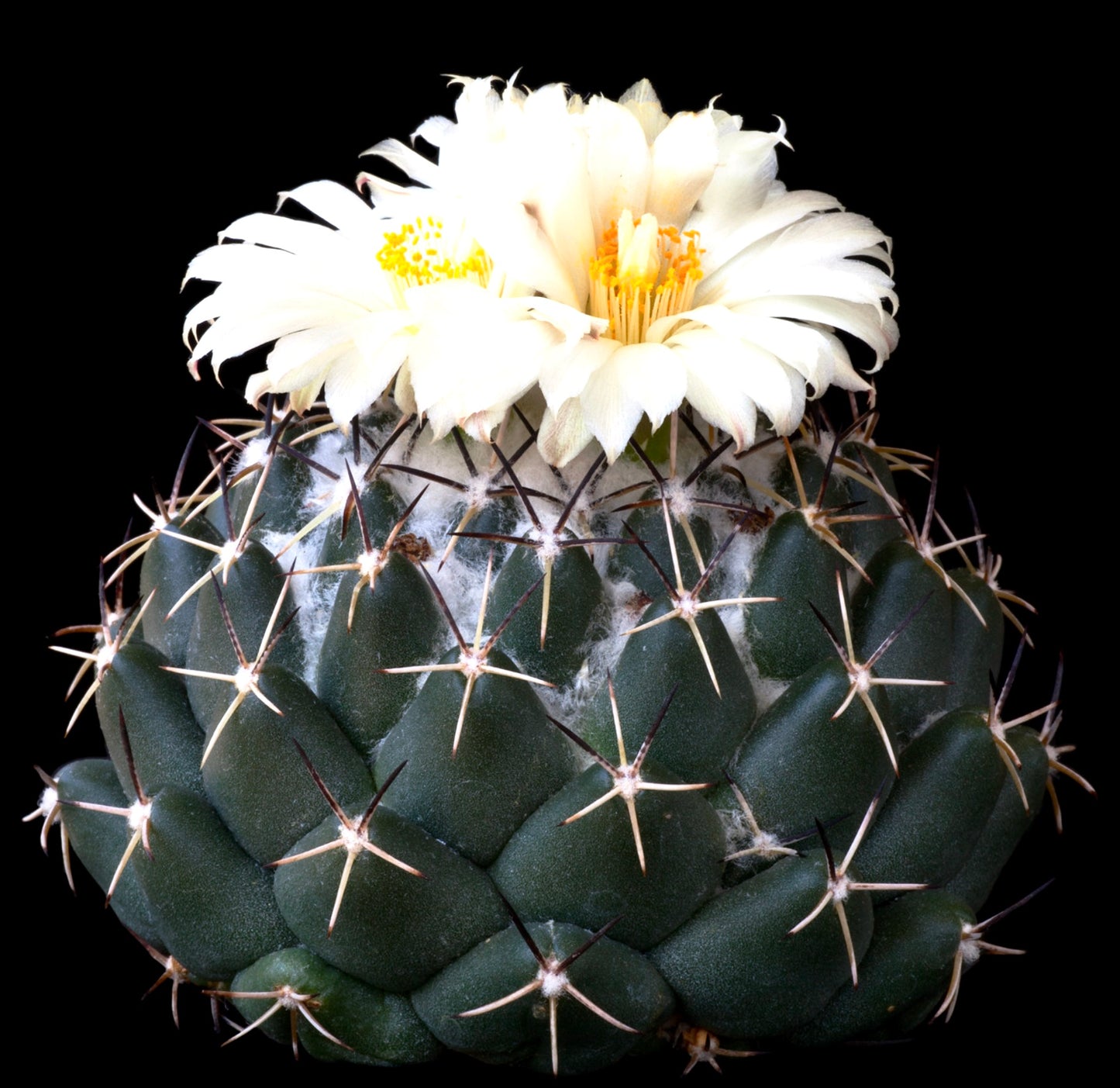 Cactus suculento Coryphantha maiz-tablasensis con tubérculos verde oscuro y flores blancas